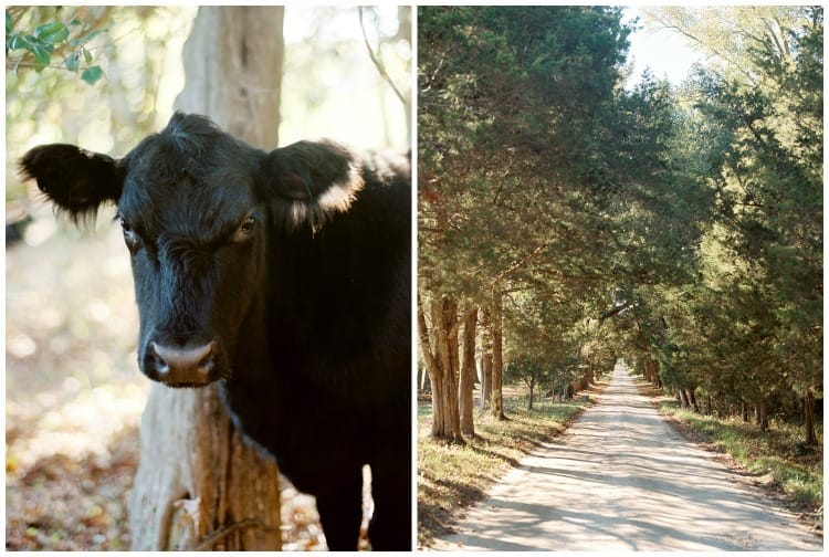 Sarah Der Photography