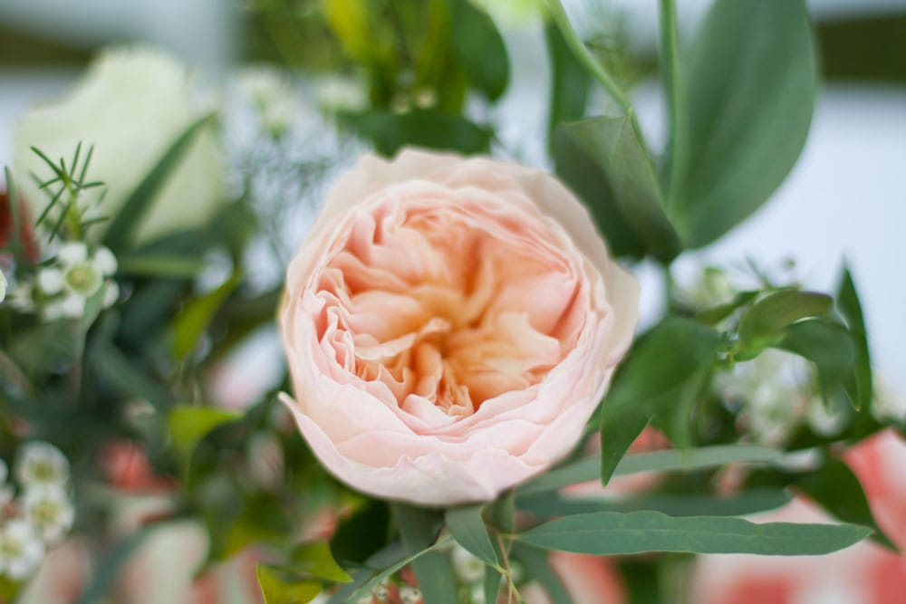 Windy Hill Photography