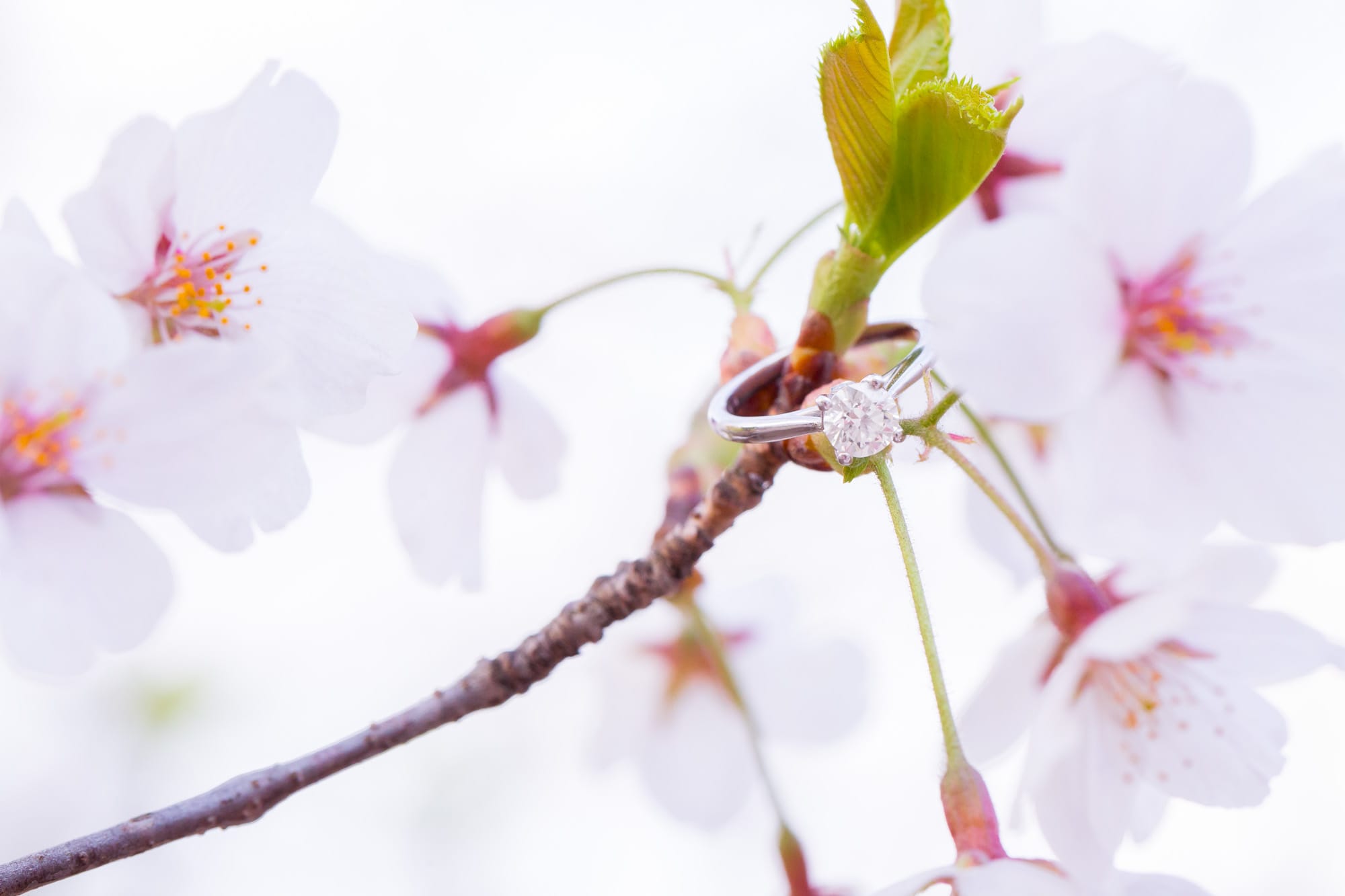 Samantha Ong Photography