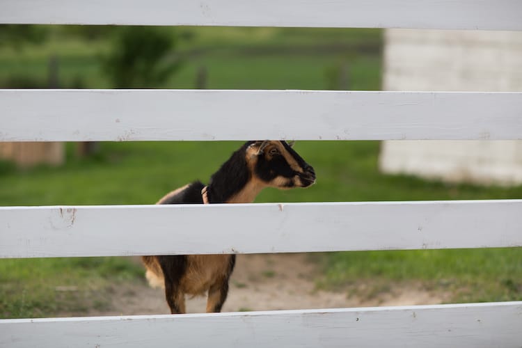 Elite Photo, Batavia, IL